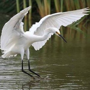 Meet your Posher, Estela